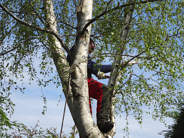 How Our Tree Care Process Works  in  Aliso Viejo, CA